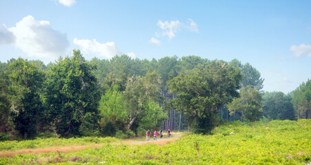 Fototapete bei efototapeten.de bestellen   