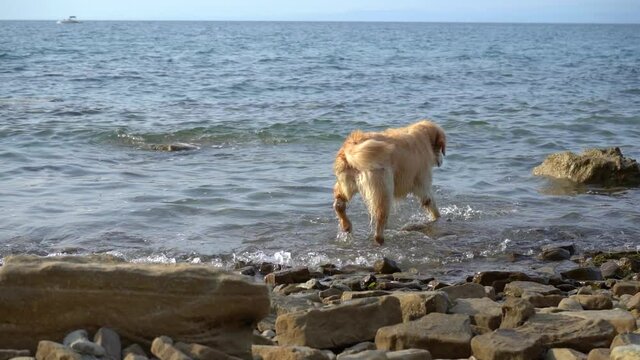 The Golden Retriever dog enjoys the sea. Summer season at the Adriatic Sea. Canine on a rocky beach. Domestic doggy outside. Slow motion