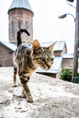 Beautiful abandoned cat on Tbilisi streets. Beautiful country Georgia in summer.