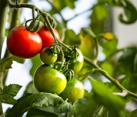rote und grüne Tomaten am Stock 