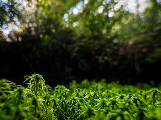 close-up of green moss in the forest