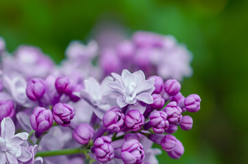 Fototapeta na wymiar Lilac flowers macro