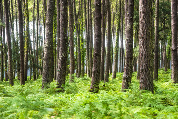 Fototapeta na wymiar pretty landscape of the Landes forest