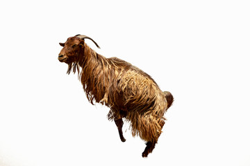 Goat isolated on black background. stands on its hind legs.
