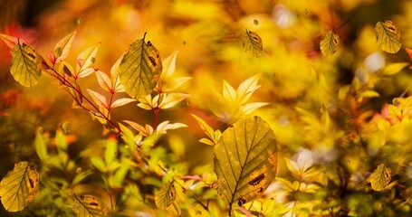 Composition of leaves falling over autumn park scenery
