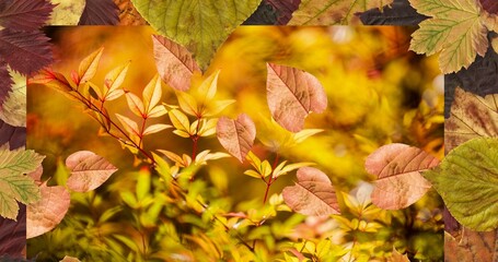 Composition of leaves falling over autumn scenery