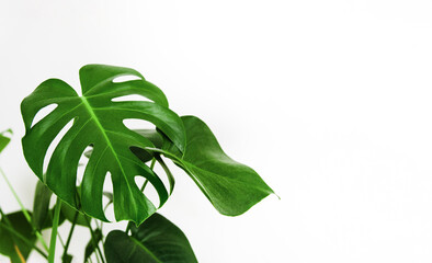 Fototapeta na wymiar Monstera Deliciosa tropical green leaves. Leaf home plant on white background. Minimalism, copy empty space. Selective blurred focus.