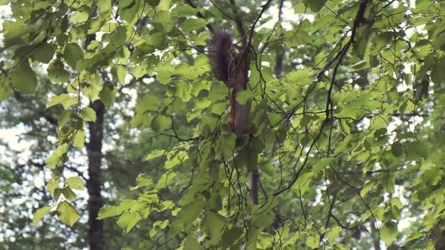 squirrel picks a hazelnut from tree branch by summer day
