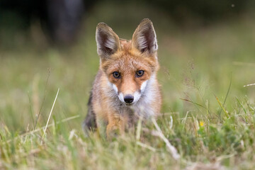 Red fox (vulpes vulpes), walking on green meadow in autumn nature. Wild predator moving in wilderness.