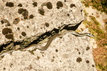 The snake heats up in a crack in the stone.