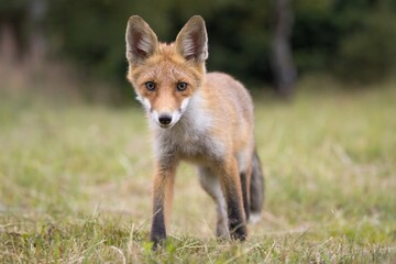 Red fox (vulpes vulpes), walking on green meadow in autumn nature. Wild predator moving in wilderness.