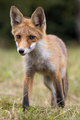 Fototapeta premium Red fox (vulpes vulpes), walking on green meadow in autumn nature. Wild predator moving in wilderness.