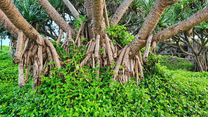 The External Roots of Pandamus Palms Near the Beach