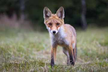 Red fox (vulpes vulpes) walking on green meadow in autumn nature. Wild predator moving in wilderness.