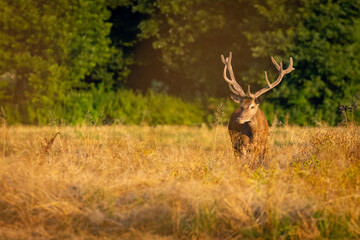 Red Deers on pasture. (Cervus elaphus). Wildlife scenery