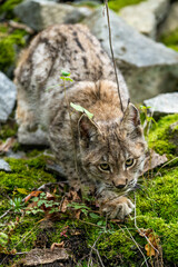 Obraz premium Lynx in green forest with tree trunk. Wildlife scene from nature. Playing Eurasian lynx, animal behaviour in habitat. Wild cat from Germany. Wild Bobcat between the trees