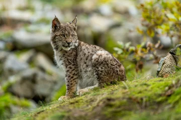 Foto op Plexiglas Lynx in green forest with tree trunk. Wildlife scene from nature. Playing Eurasian lynx, animal behaviour in habitat. Wild cat from Germany. Wild Bobcat between the trees © vaclav