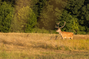 Red Deers on pasture. (Cervus elaphus). Wildlife scenery