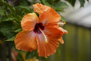 Hibiscus rosa-sinensis ,Gomera Orange, Malvaceae family