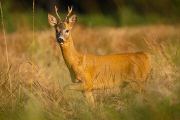 Fototapeta premium Roe deer male (capreolus capreolus), standing on a meadow by the forest.