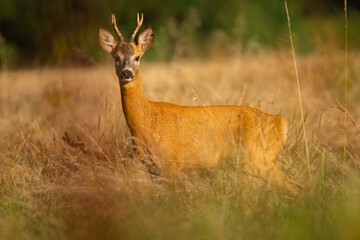 Naklejka na ściany i meble Roe deer male (capreolus capreolus), standing on a meadow by the forest.