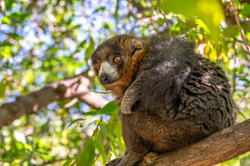 Mongoose lemur, Eulemur mongoz in a tree, rainforest Madagascar endemic primate © Pb