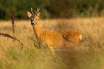 Roe deer male (capreolus capreolus), standing on a meadow by the forest.