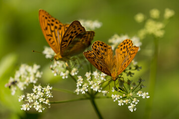 Silver-washed fritillary - Argynnis paphia, beautiful large orange butterfly 