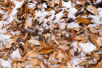 Snow covered fallen leaves on a ground.