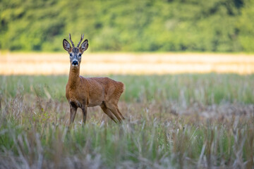 Roe deer male (capreolus capreolus), standing on a meadow by the forest.