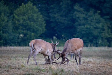 Naklejka na ściany i meble A pair of Red Deer stags (Cervus elaphus) fighting or rutting .