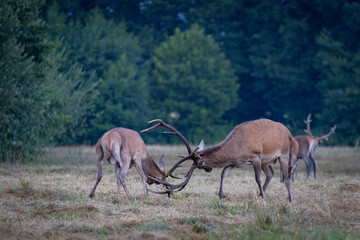 A pair of Red Deer stags (Cervus elaphus) fighting or rutting .
