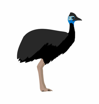 Casuarius Bennetti - Dwarf Cassowary - Side View - Flat Vector Isolated