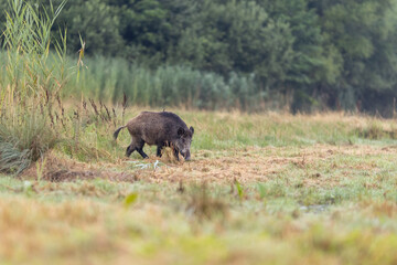 Wild boar (sus scrofa) walking on meadow in front of reed. Wildlife in natural habitat