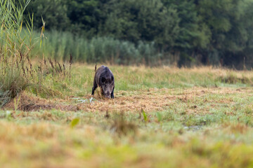 Wild boar (sus scrofa) walking on meadow in front of reed. Wildlife in natural habitat