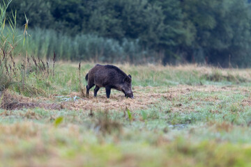 Wild boar (sus scrofa) walking on meadow in front of reed. Wildlife in natural habitat