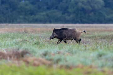 Wild boar ( Sus scrofa )  walking in nature still life. The natural scenery , Wildlife.