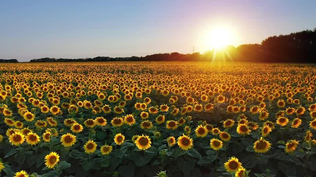 Drone video of sunflower field in a beautiful evening sunset. 4K aerial view of sunflowers in summer evening day. Slow camera movement across a agriculture sunflower crop field. 