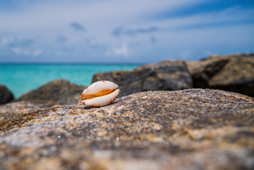 Fototapeta na wymiar Sea shell on a beach stones with space for text, ocean on bacground. Maldives, july 2021. Crossroads Maldives.