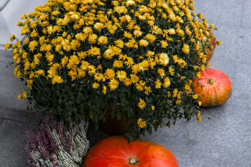 Harvest festival, bouquets of bright chrysanthemums are located near orange pumpkins of different sizes. The vibrant colors of autumn decor are set outdoors.