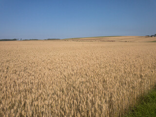 Getreidefelder