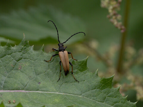 Käfer auf Brombeerblatt