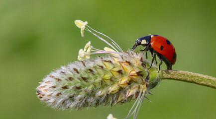 seven spotted ladybug on leaf in nature environment looks amazing with colorful background