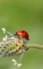 seven spotted ladybug on leaf in nature environment looks amazing with colorful background
