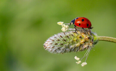 seven spotted ladybug on leaf in nature environment looks amazing with colorful background