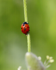 seven spotted ladybug on leaf in nature environment looks amazing with colorful background