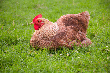 Domestic chicken sitting in the green grass