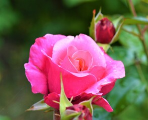 pink rose in the garden