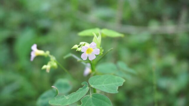oxallis barrelieri (Calincing) with a natural background. Indonesain call it calincing or blimbing-blimbingan