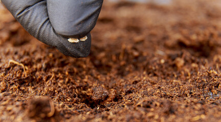 Vegetable seeds are sown in brown compost. The woman is growing seedlings.